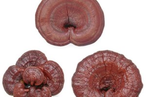 Reishi Mushrooms