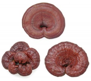 Reishi Mushrooms
